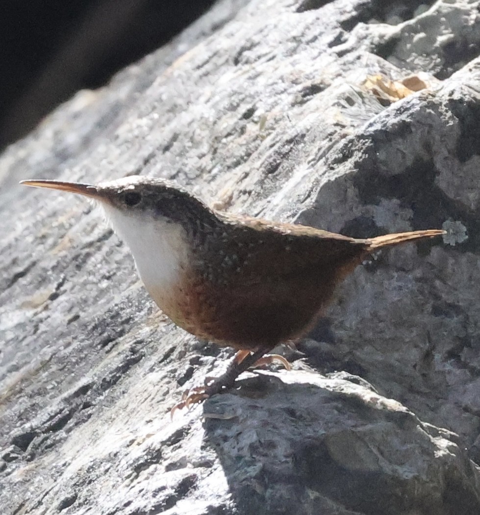 Canyon Wren - Matthew Rice