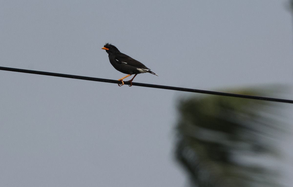 Great Myna - ML611395580