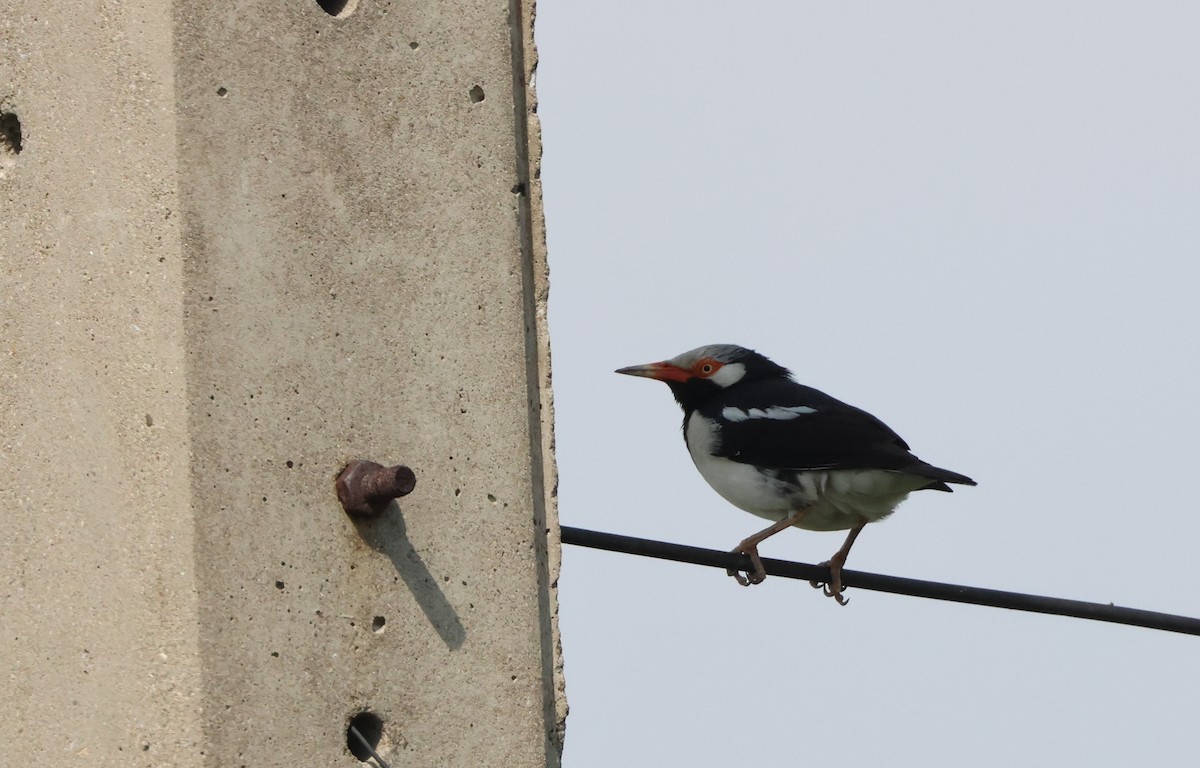 Siamese Pied Starling - ML611395581