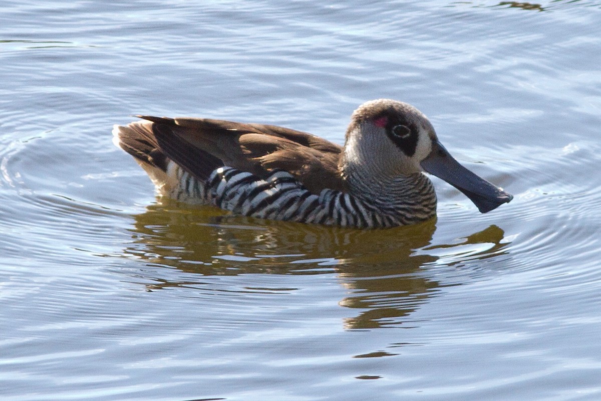 Pink-eared Duck - Dave Curtis