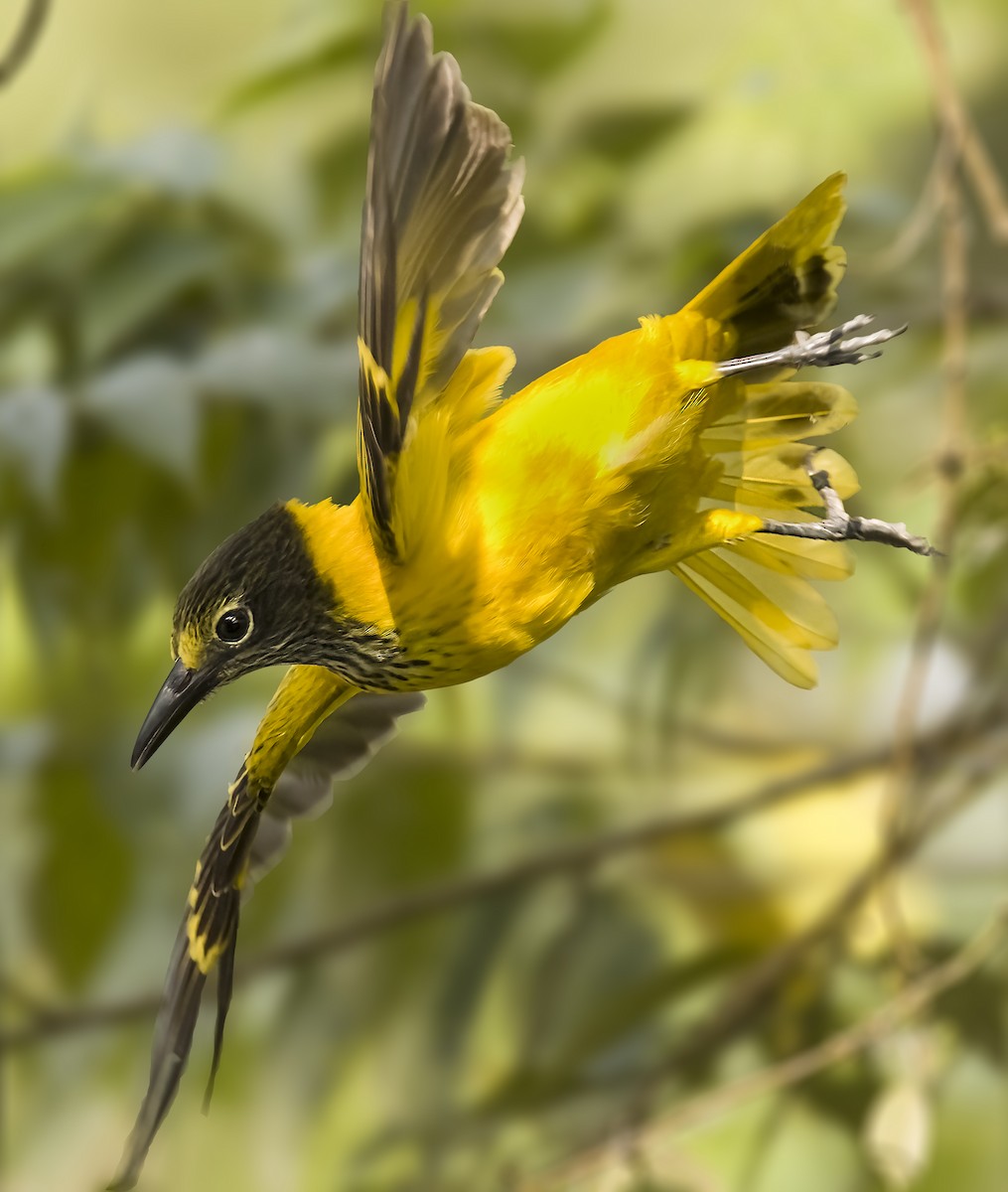 Black-hooded Oriole - Amit Thakurta