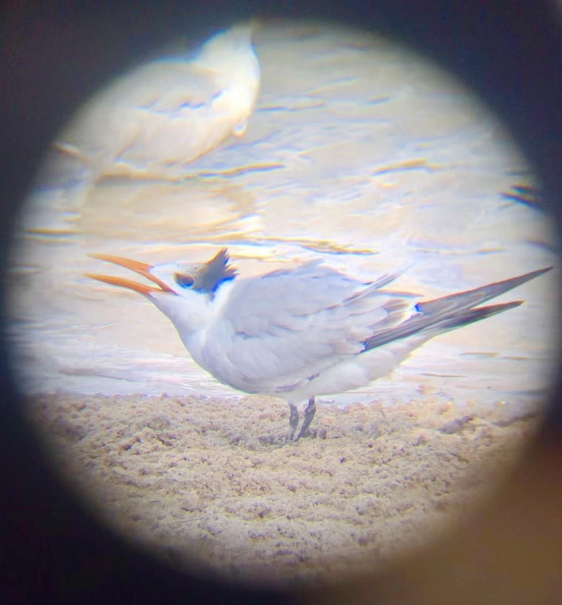 Royal Tern - ML611395666