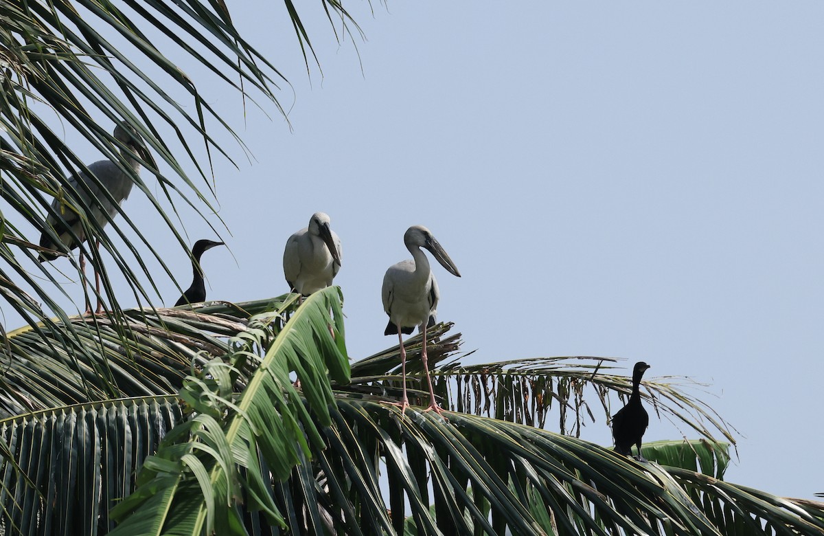 Asian Openbill - ML611395670