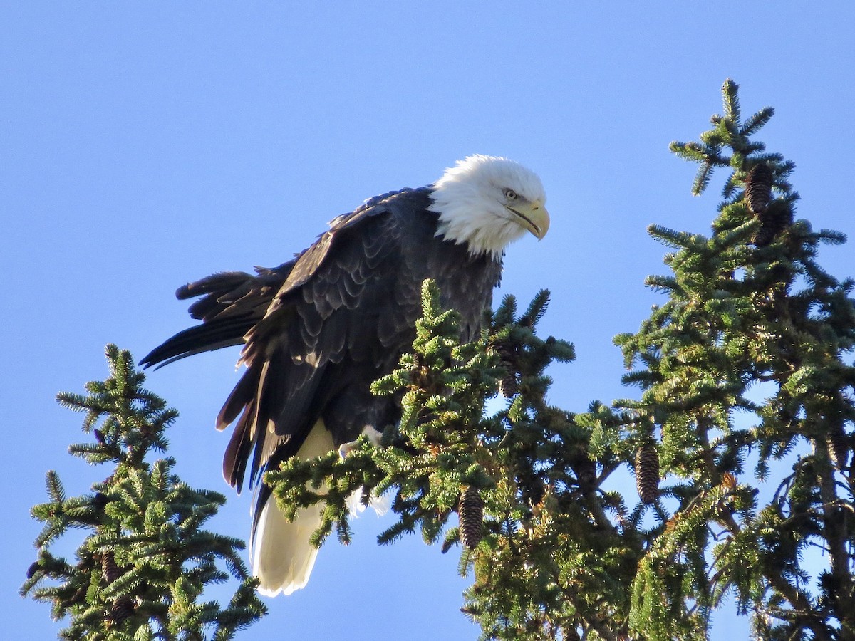 Bald Eagle - ML611395728