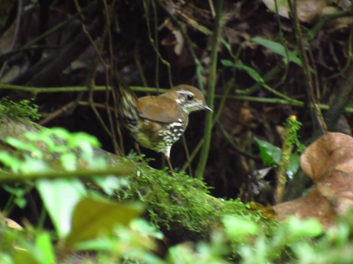 Schwartz's Antthrush - michael  molina cruz