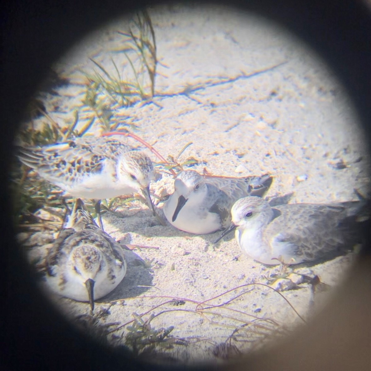 Sanderling - ML611395737