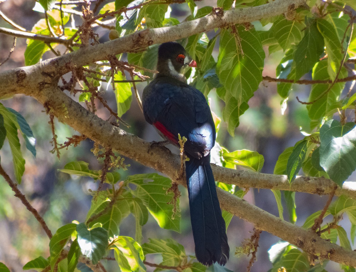 White-cheeked Turaco - ML611395745