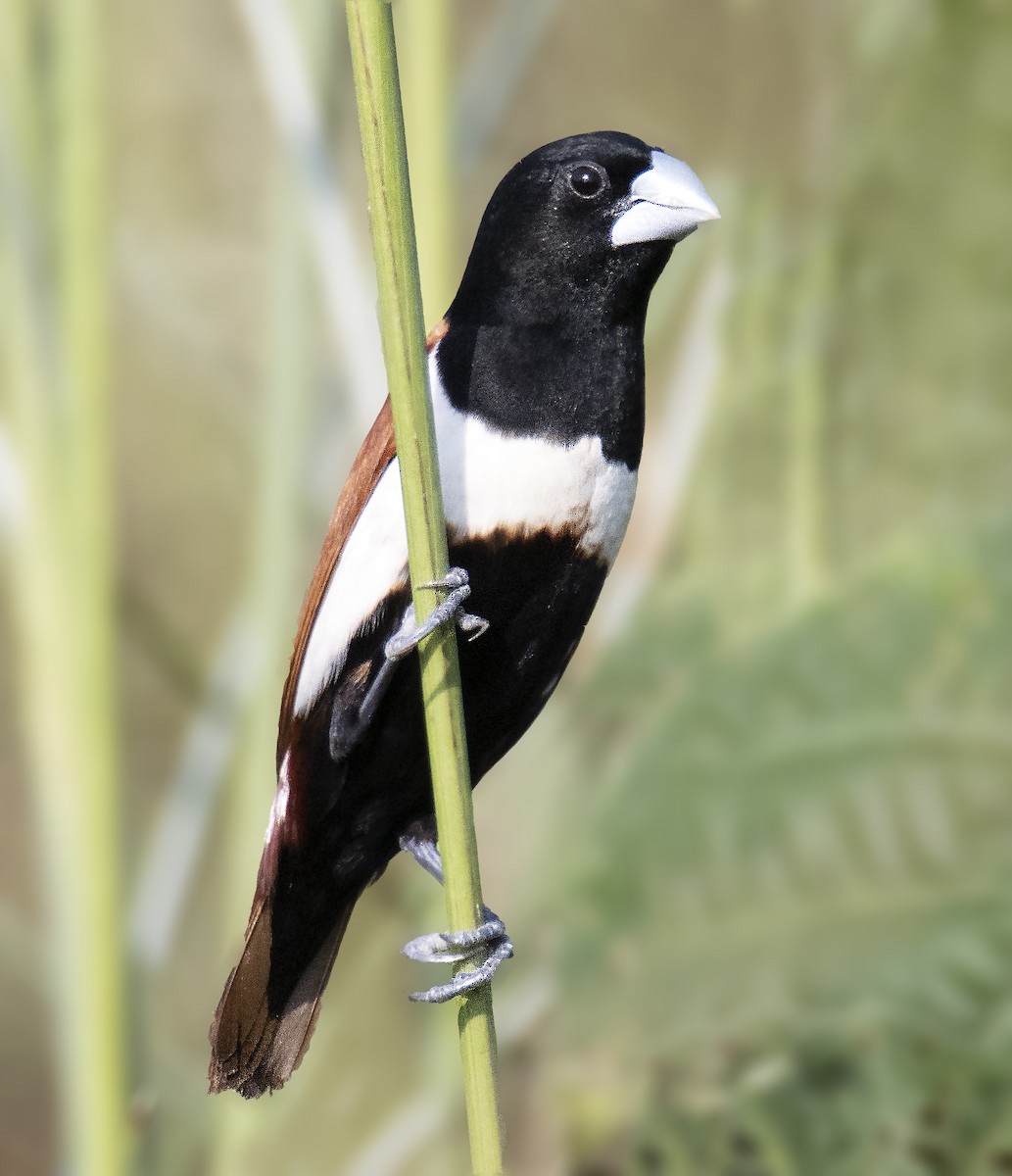 Tricolored Munia - ML611395746