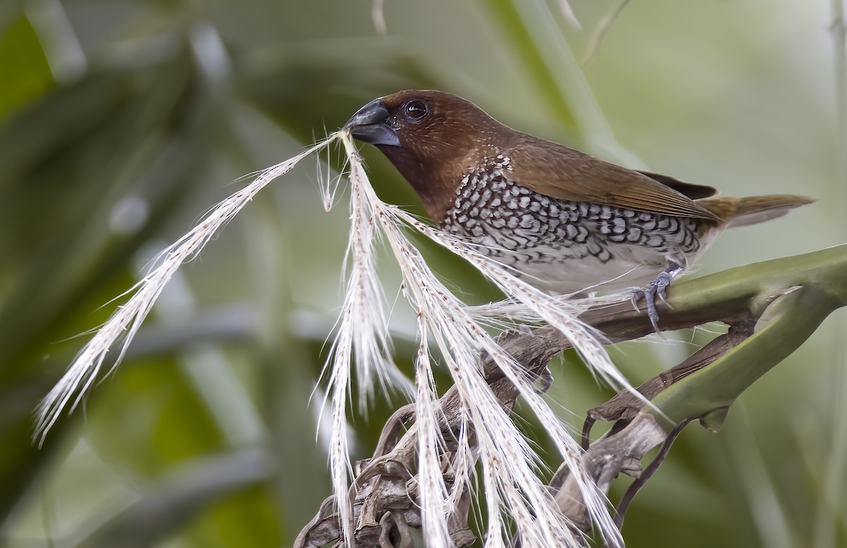 Scaly-breasted Munia - ML611395760