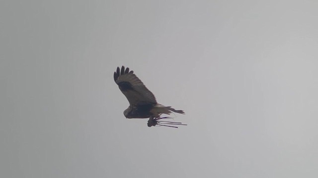 Rough-legged Hawk - ML611395768