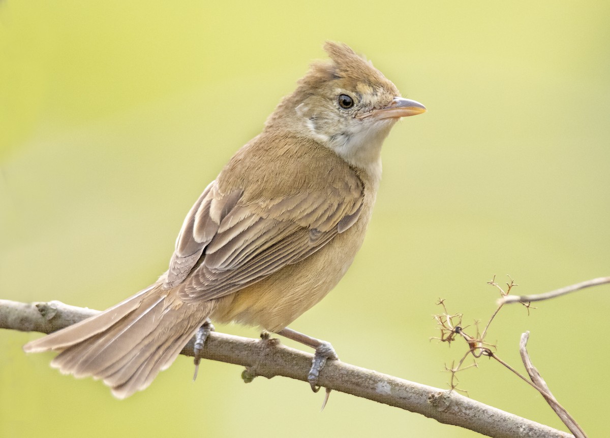 Thick-billed Warbler - ML611395780