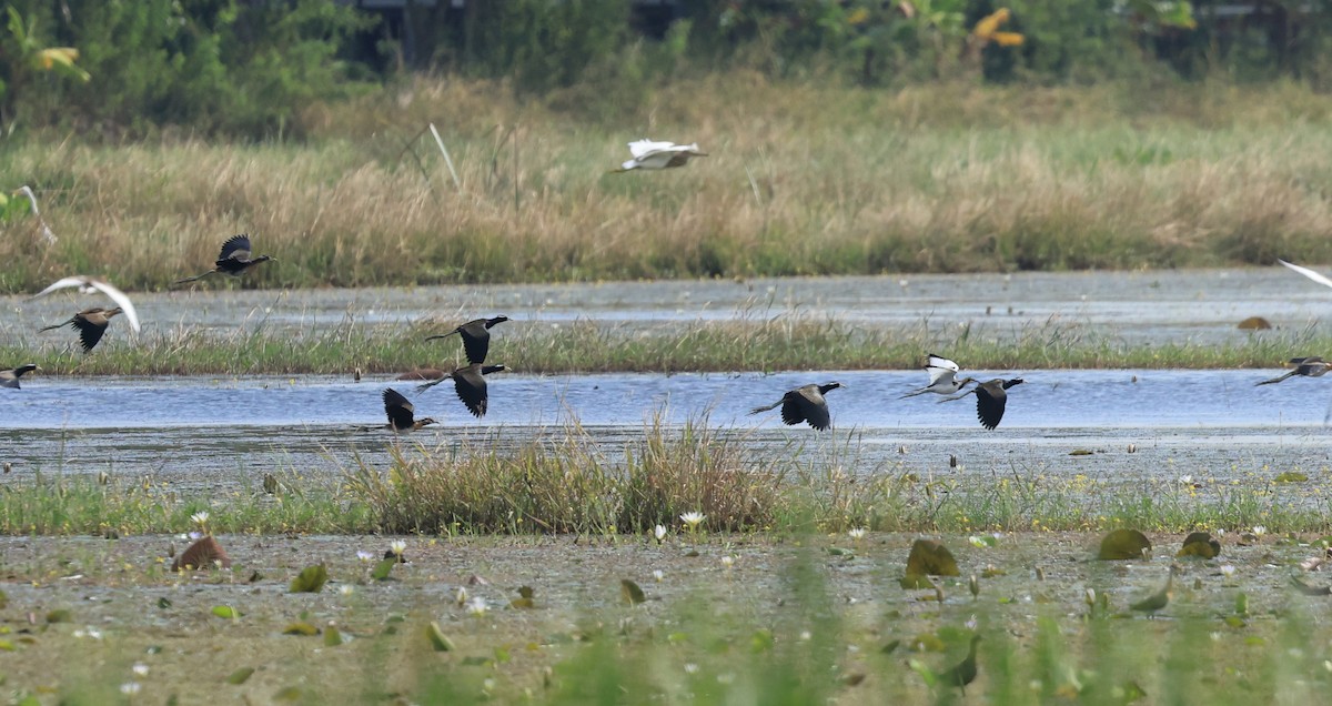 Bronze-winged Jacana - ML611395783