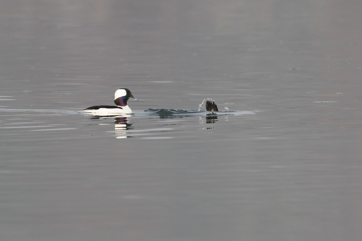 Bufflehead - Lewis Holmes