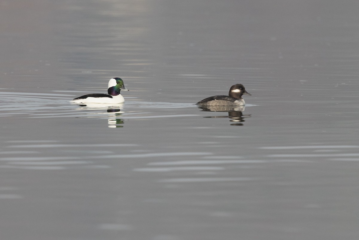 Bufflehead - ML611395799