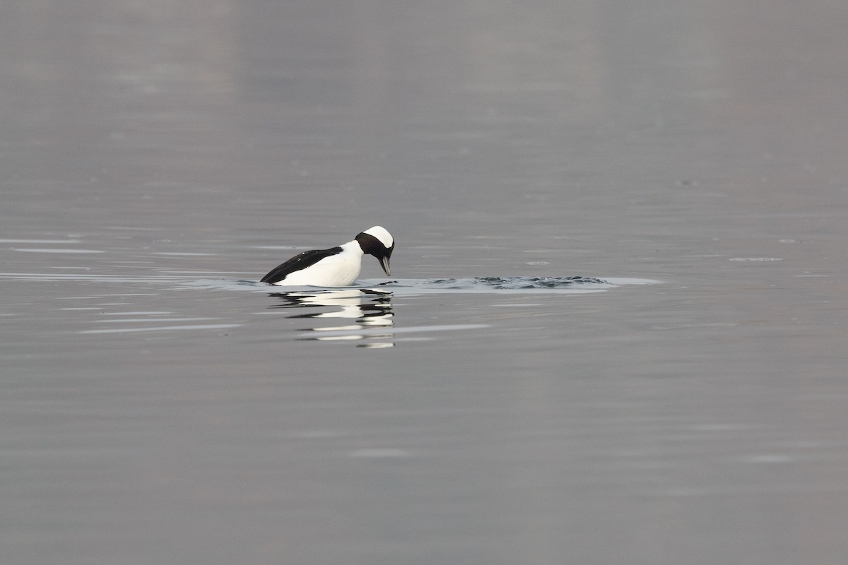 Bufflehead - ML611395802