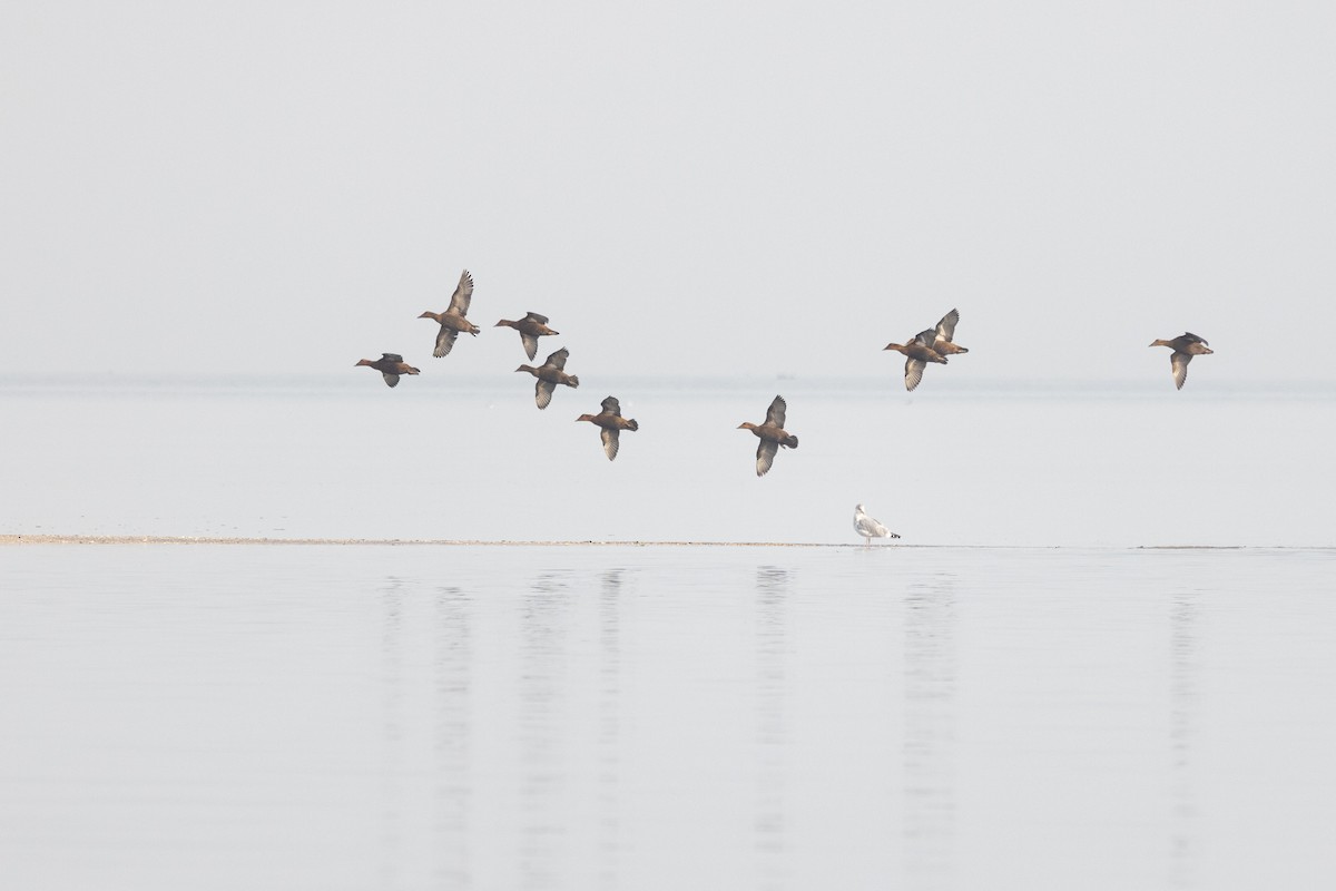 Common Eider - ML611395806