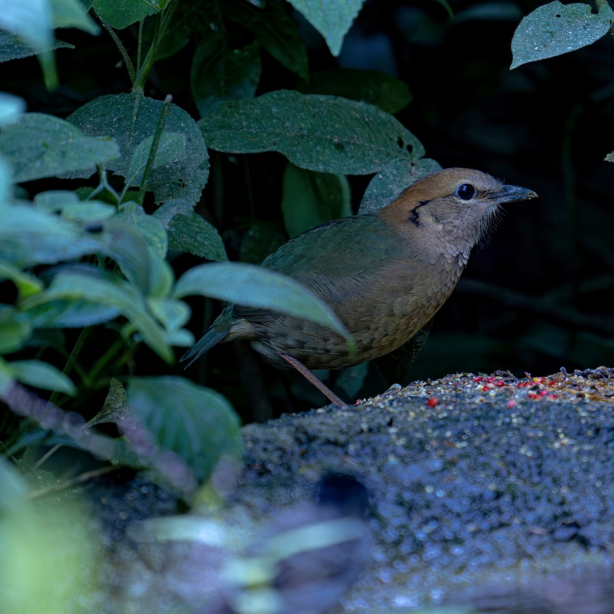 Rostnackenpitta - ML611395813