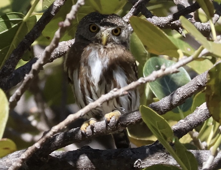 Colima Pygmy-Owl - Matthew Rice