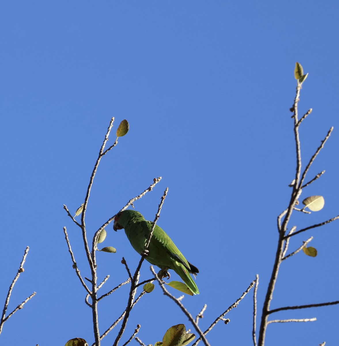 White-fronted Parrot - Matthew Rice