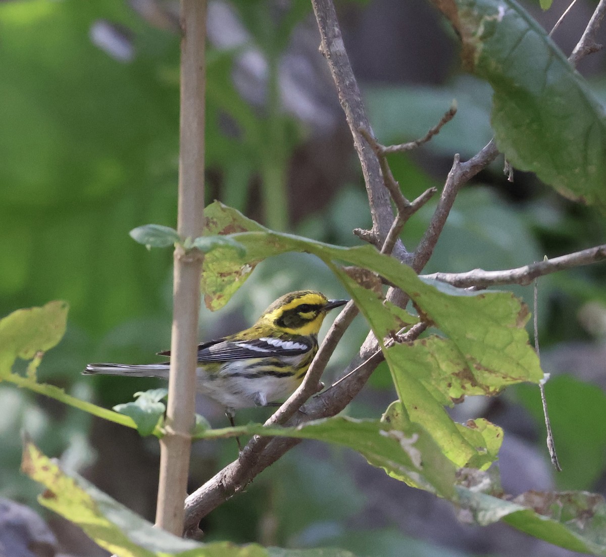 Townsend's Warbler - ML611395844