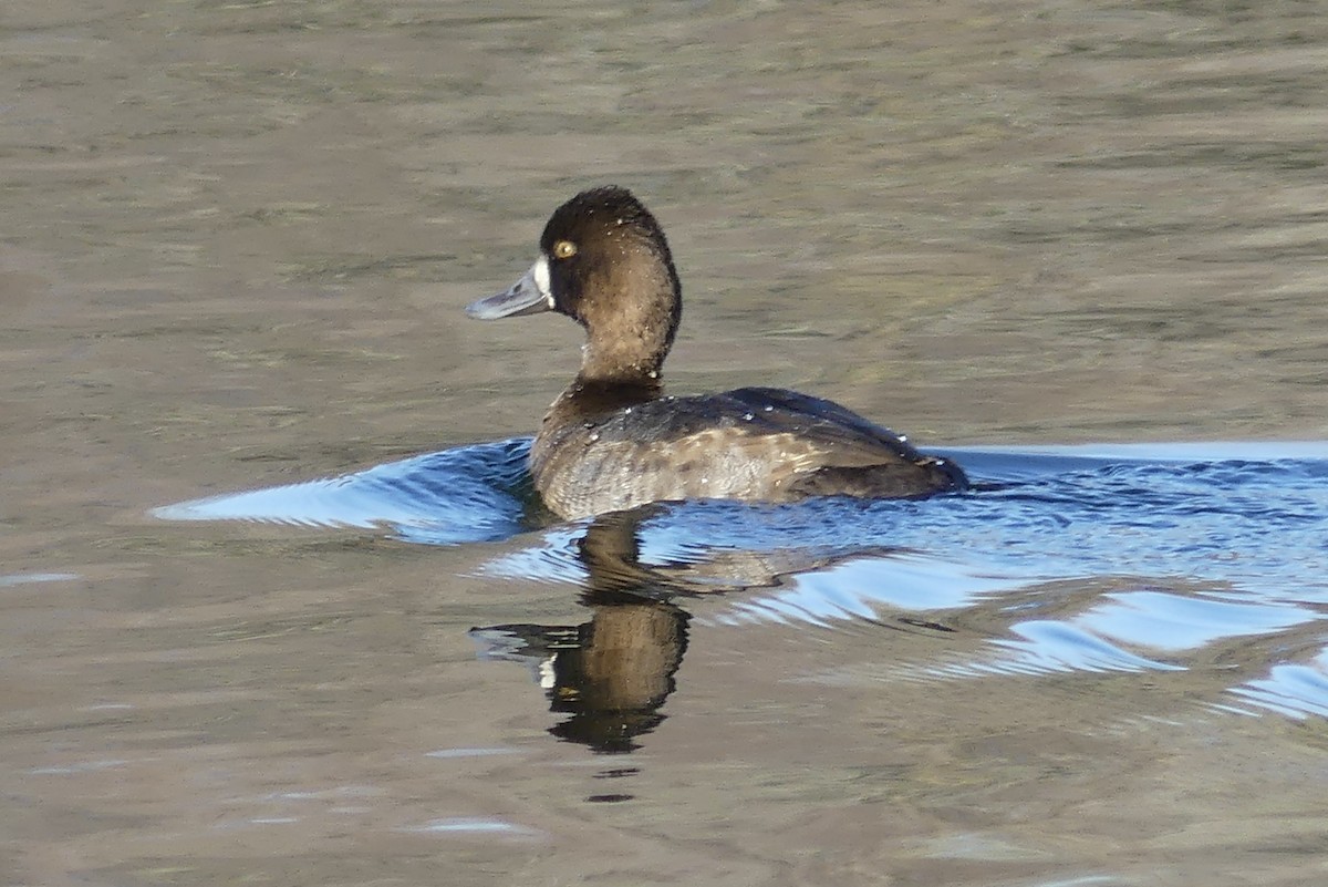 Lesser Scaup - Cathy Brown