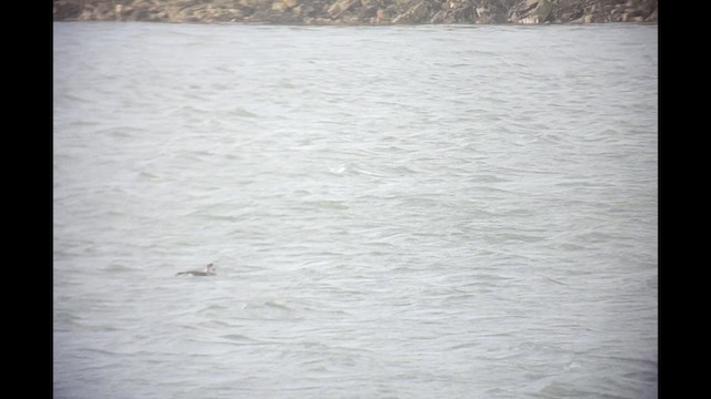 Long-tailed Duck - ML611395854