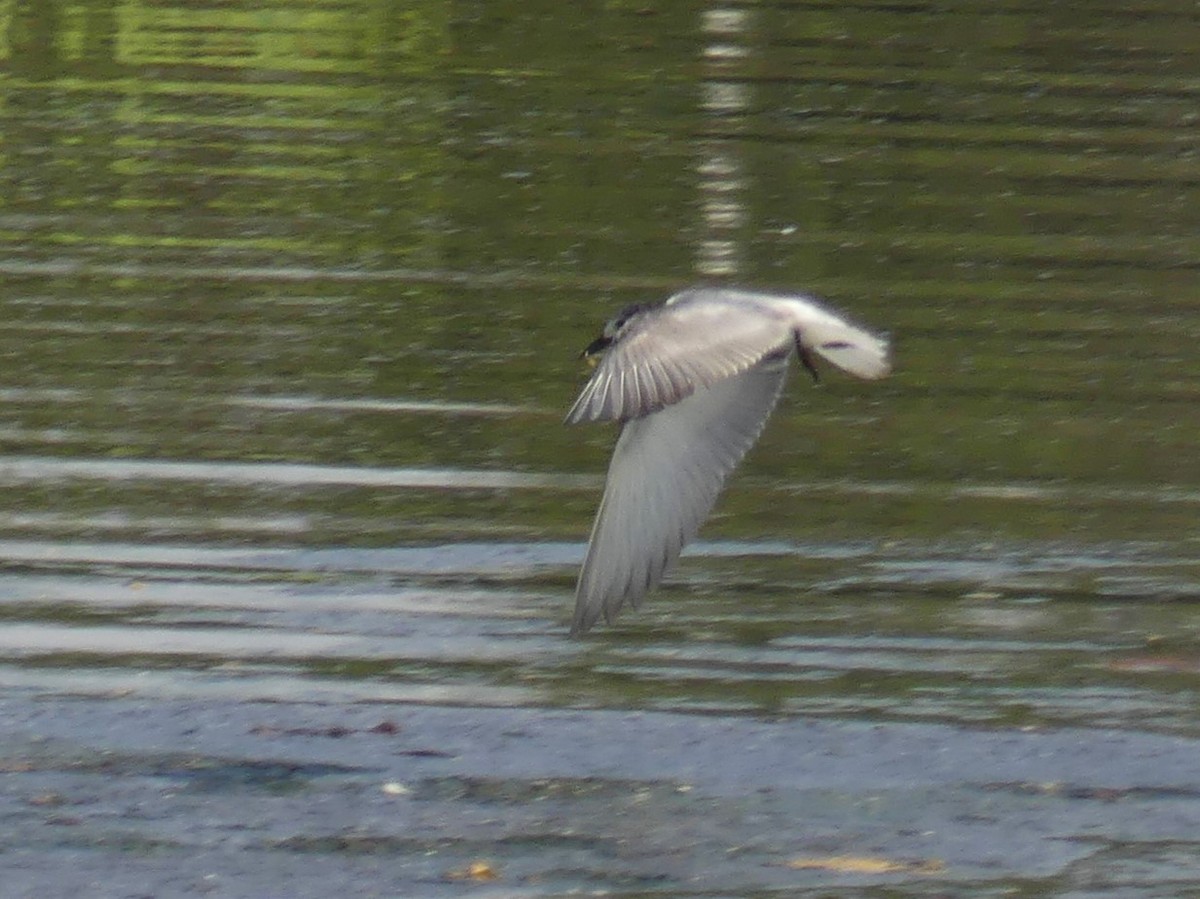 White-winged Tern - ML611395860