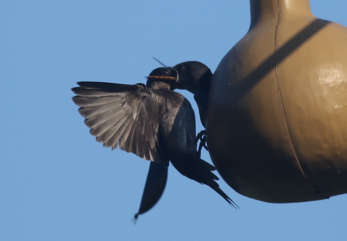 Purple Martin - ML61139591