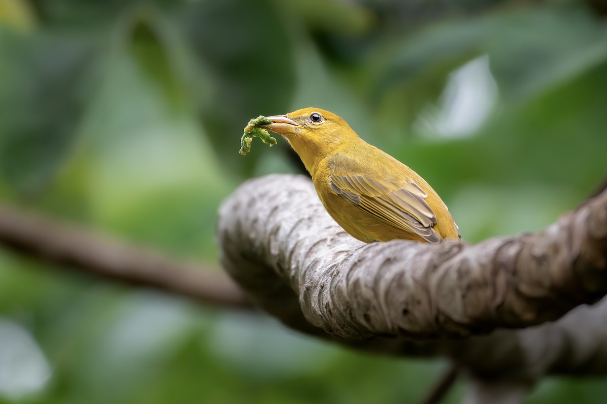 Summer Tanager - Brian Genge