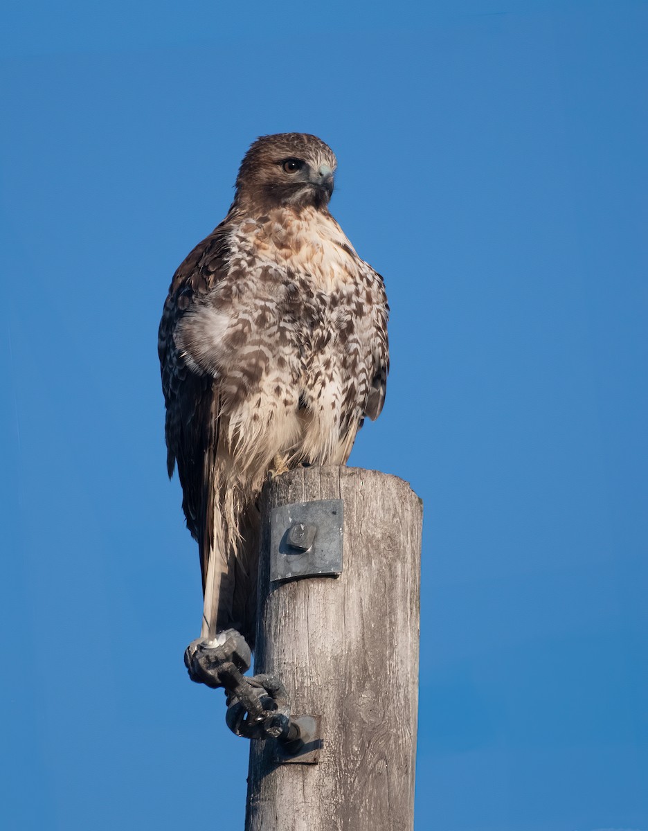 Red-tailed Hawk - ML611395971
