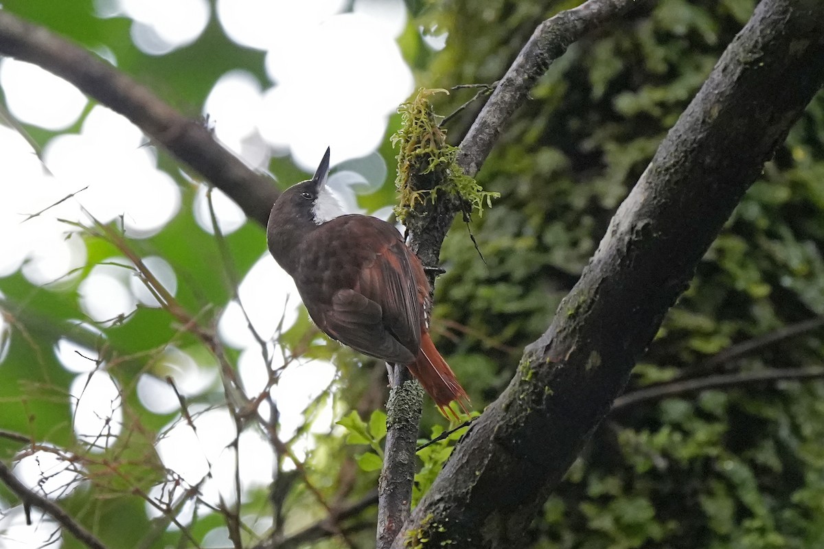 White-throated Treerunner - Nancy Elliot