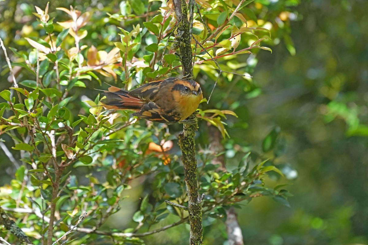 Thorn-tailed Rayadito - Nancy Elliot