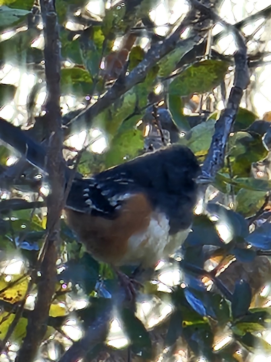 Spotted Towhee - Heather Rutledge