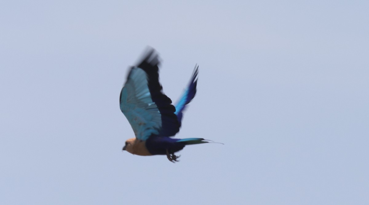 Blue-bellied Roller - Sea Williams