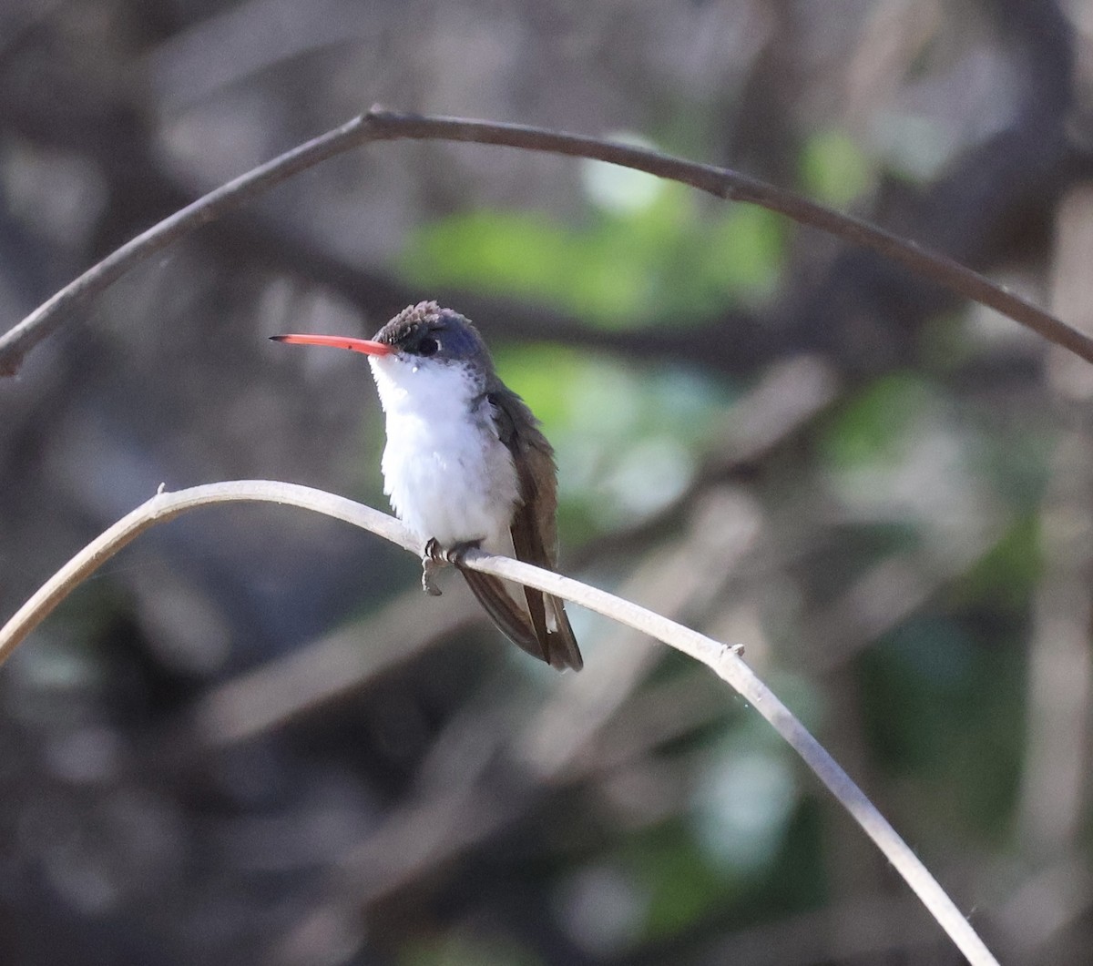 Violet-crowned Hummingbird - Matthew Rice