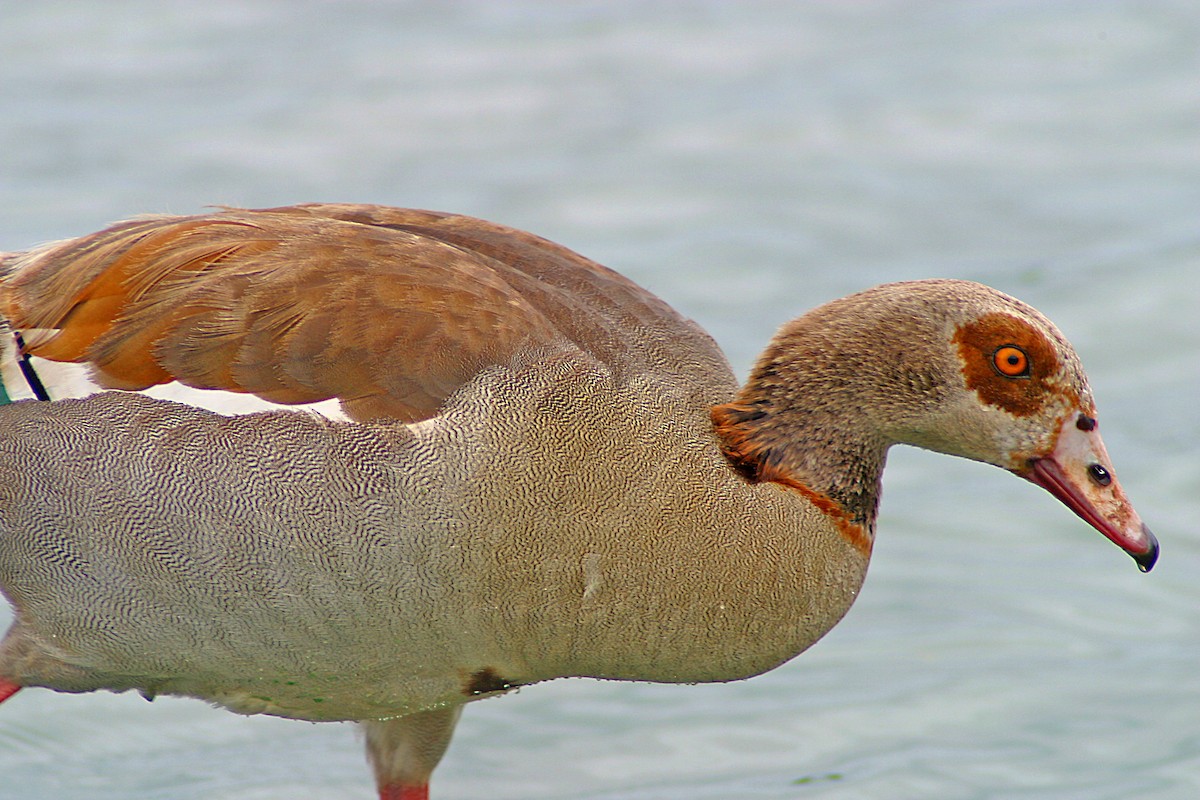 Nilgans - ML611396216