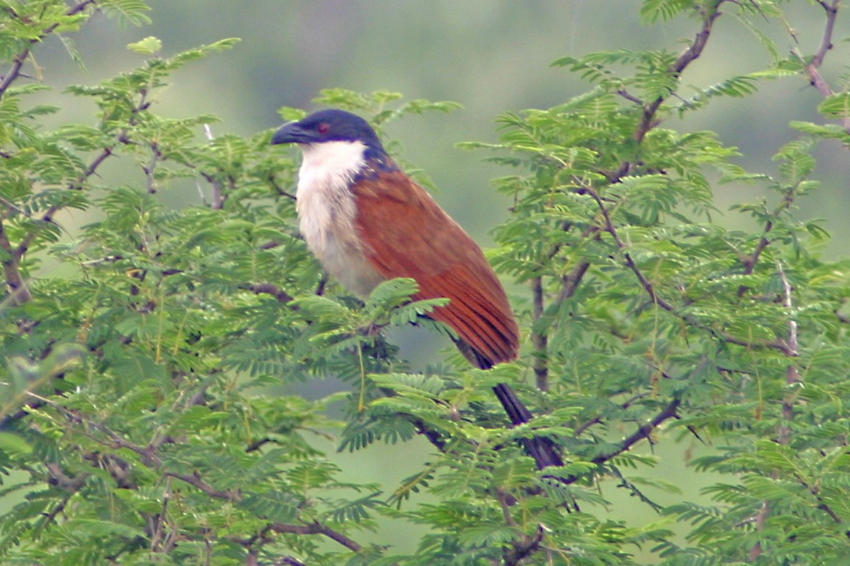 White-browed Coucal (Burchell's) - ML611396259