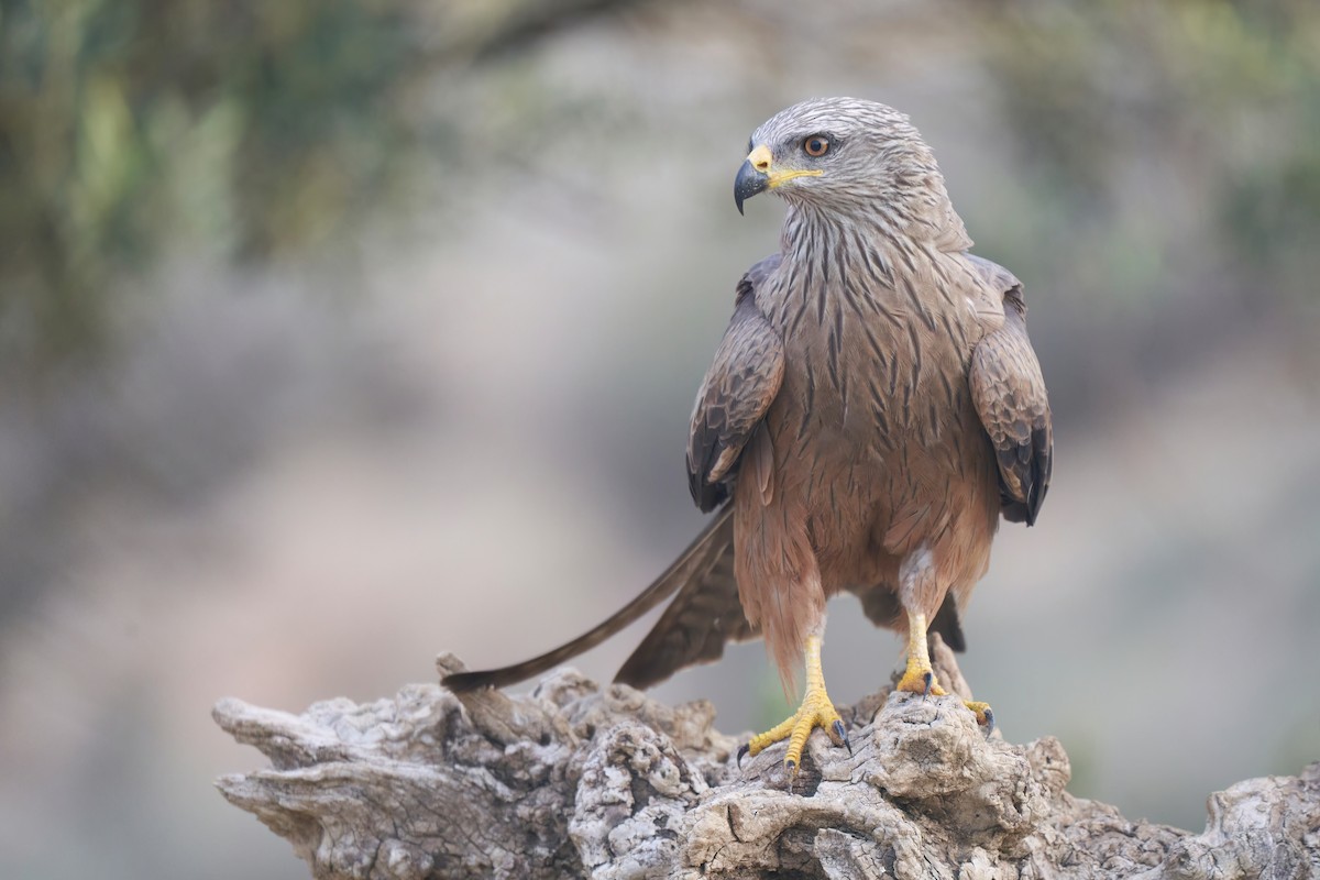 Black Kite - ML611396347