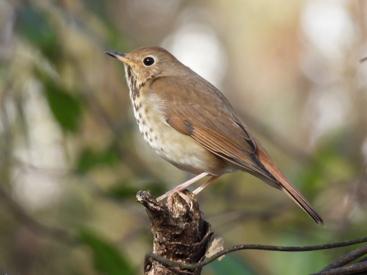 Hermit Thrush - ML611396388