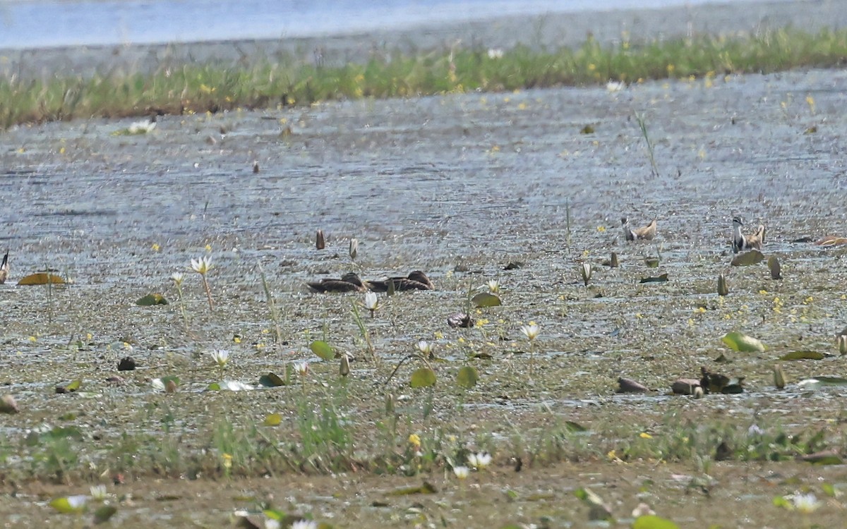 Garganey - ML611396389