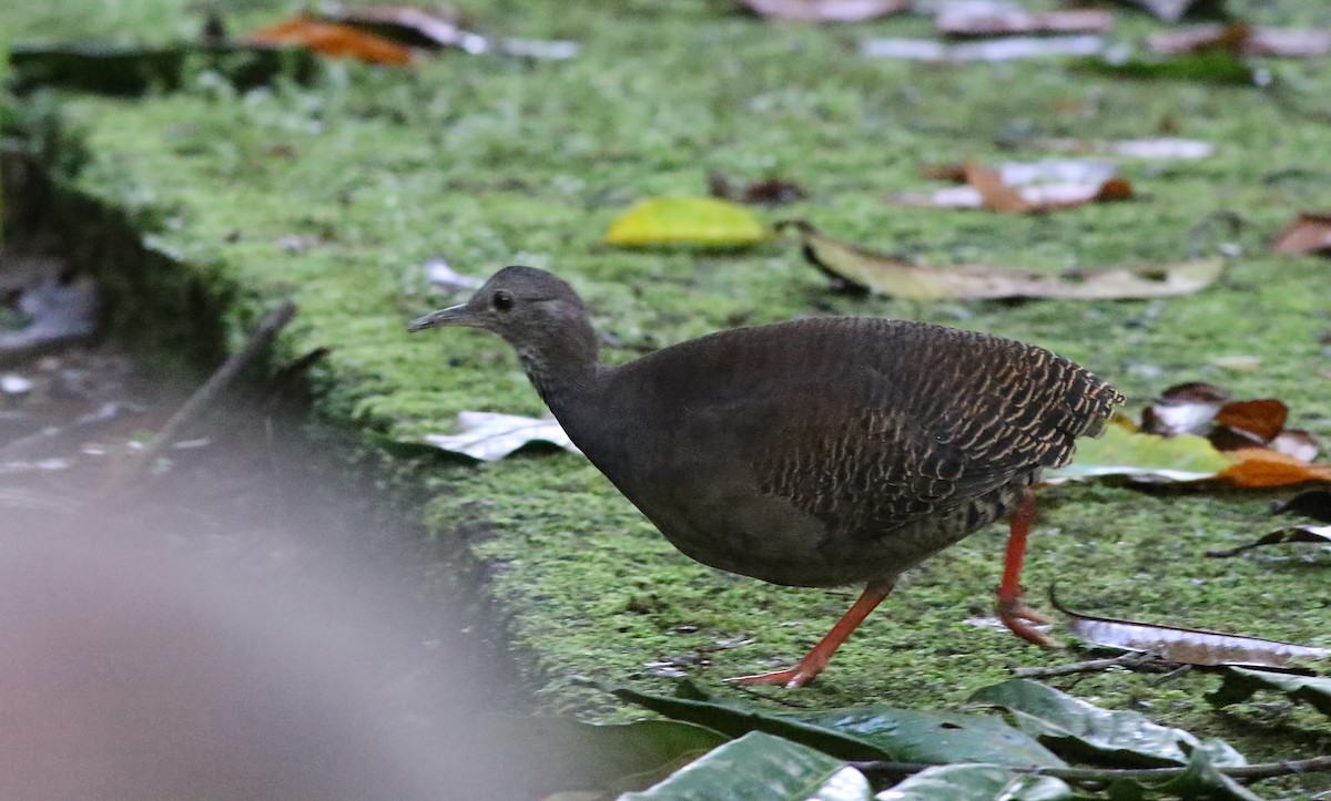 Slaty-breasted Tinamou - Holly Page