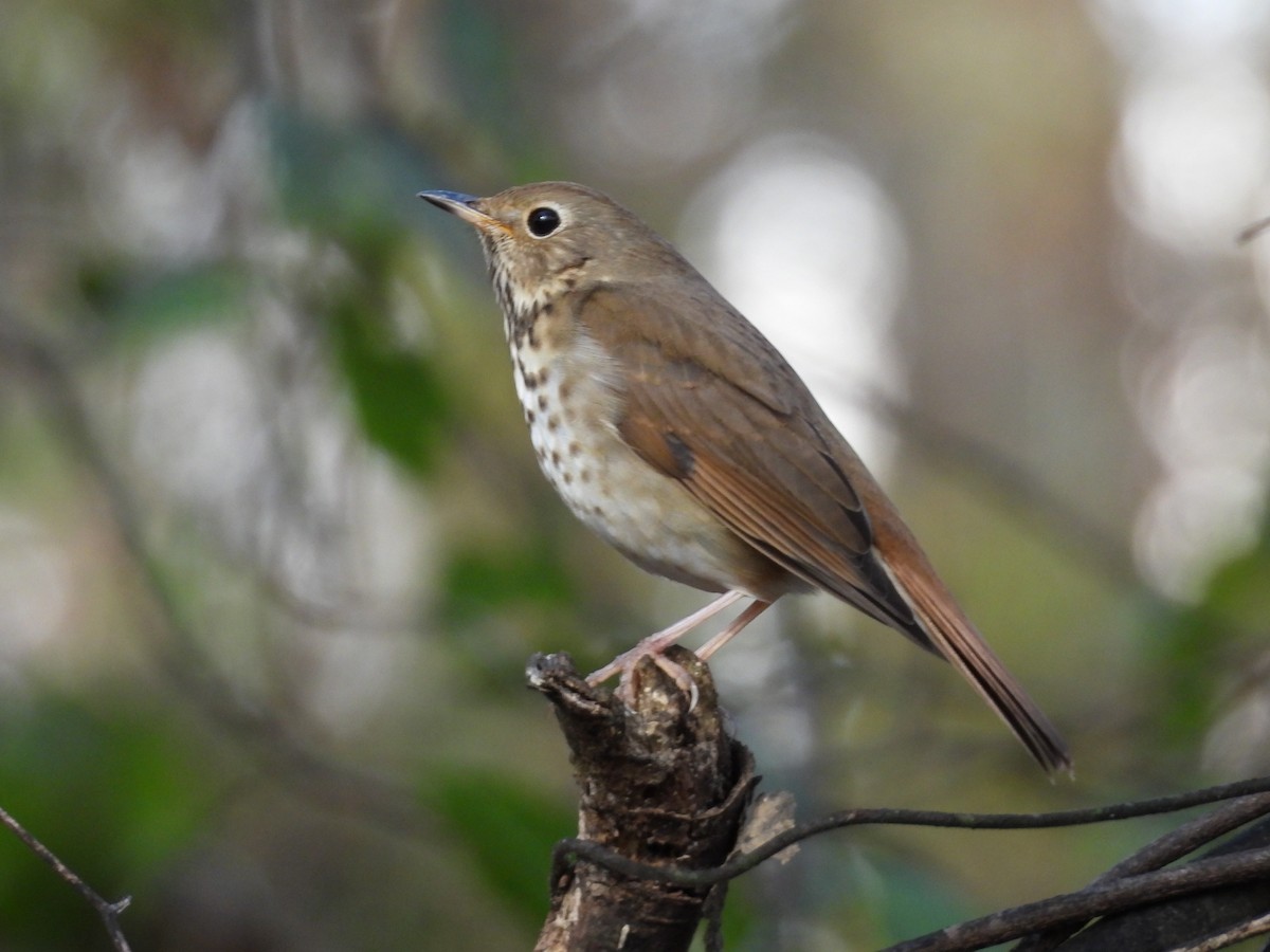 Hermit Thrush - ML611396407