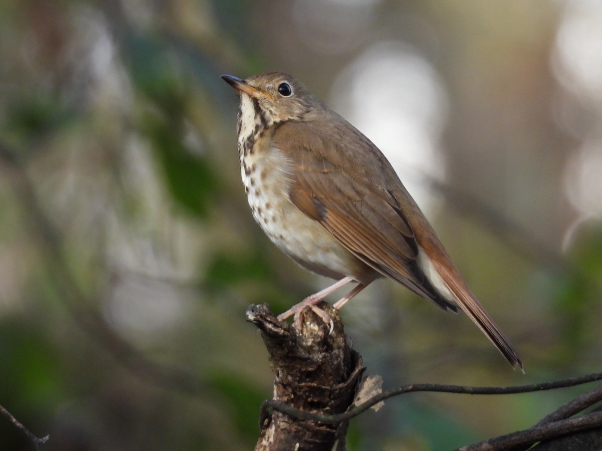 Hermit Thrush - Jeanene Daniels