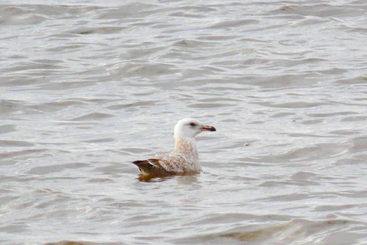 Herring Gull - ML611396435