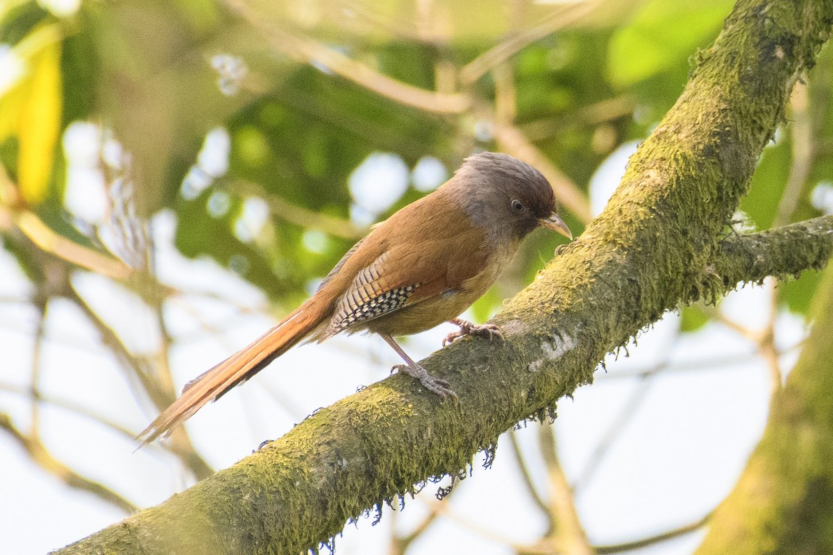 Rusty-fronted Barwing - ML611396453