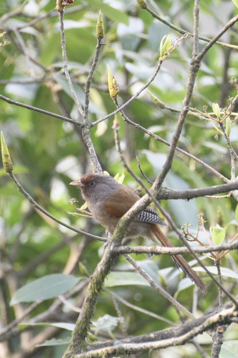 Rusty-fronted Barwing - ML611396454