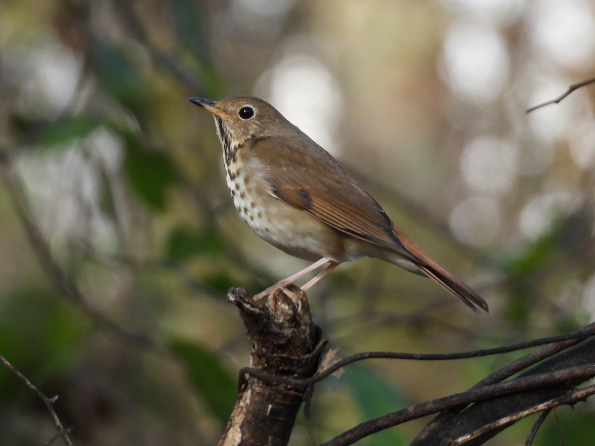 Hermit Thrush - Jeanene Daniels