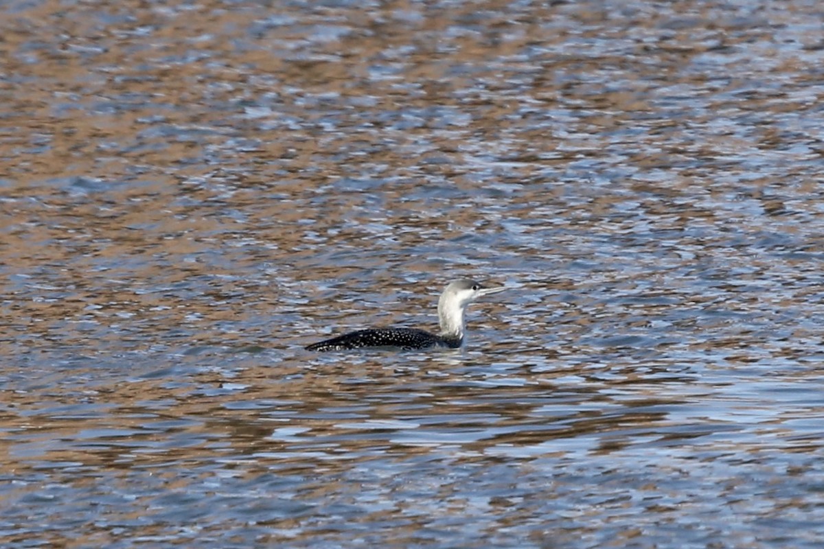 Red-throated Loon - Bhima Aryateja