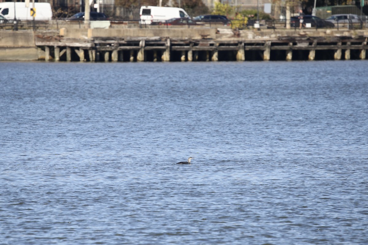 Red-throated Loon - ML611396528