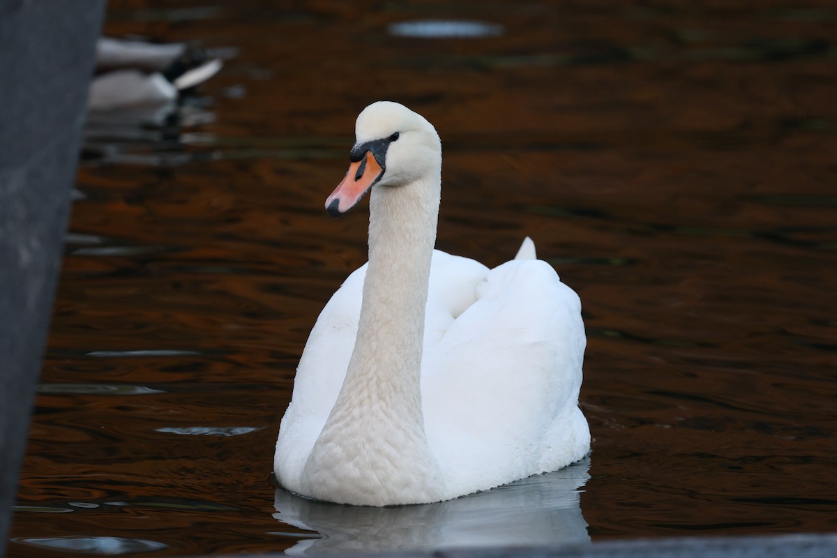 Mute Swan - Channa Jayasinghe